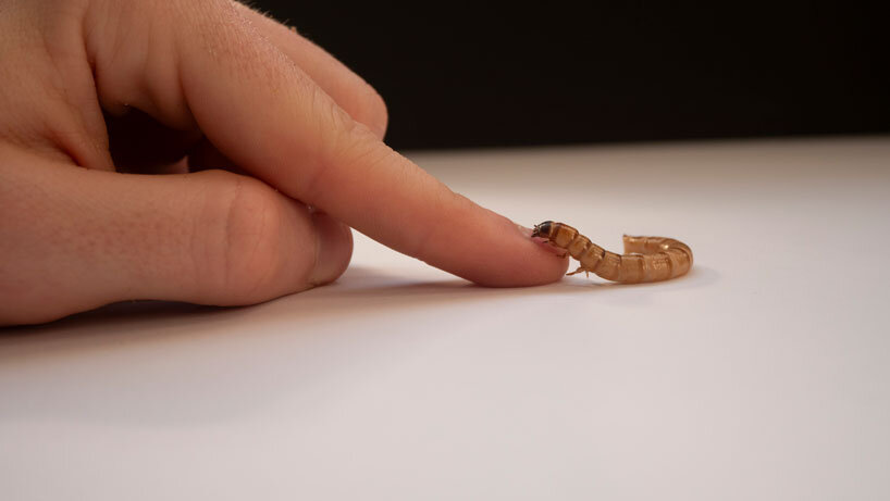 პლასტმასის მჭამელი ჭიები არნო ტანტეს ლითონის ჭურჭლის ფორმებს ქმნიან ჰოლანდიის დიზაინის კვირეულზე