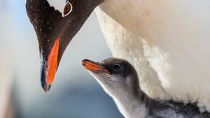 ლინუქსის ბირთვის პირველი კომპილაცია: რატომ და როგორ